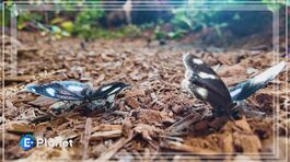 Arte che collabora con la natura thumbnail