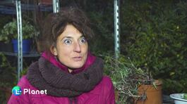 Lunga vita alle piante thumbnail