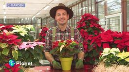 E-Garden: Stelle di Natale thumbnail