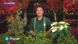 E-Garden thumbnail