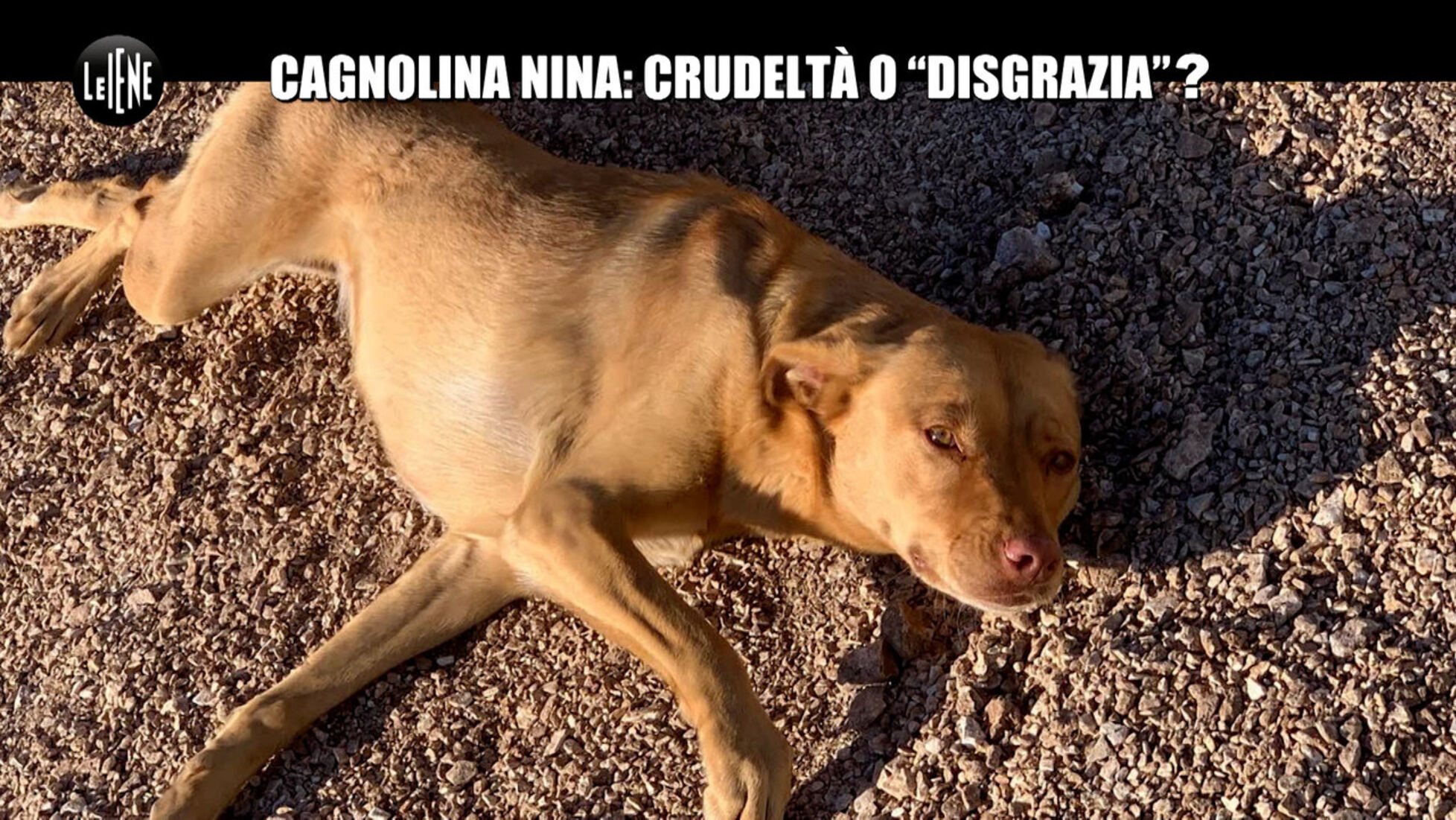 Le Iene: NINA: Cagnolina Nina: crudeltà o 