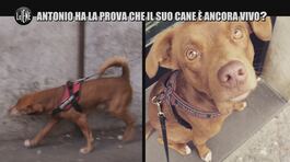 REI: Antonio ha la prova che il suo cane è ancora vivo? thumbnail