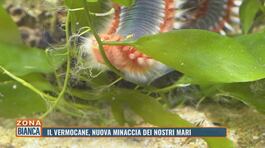 Il vermocane, nuova minaccia dei nostri mari thumbnail