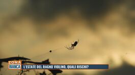 L'estate del ragno violino, quali rischi? thumbnail