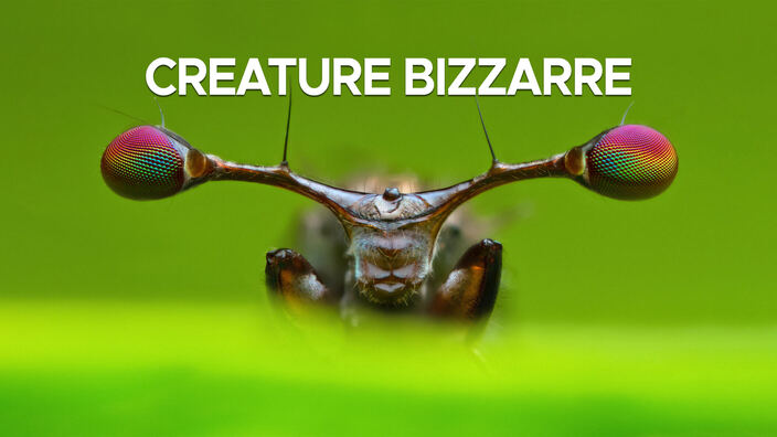 Creature bizzarre