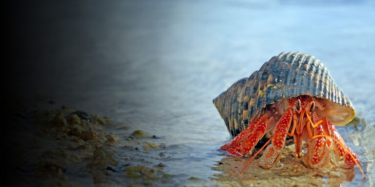 Focus Oceani: Creature bizzarre
