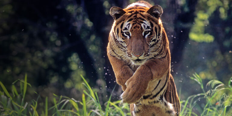 Focus Extreme animals
