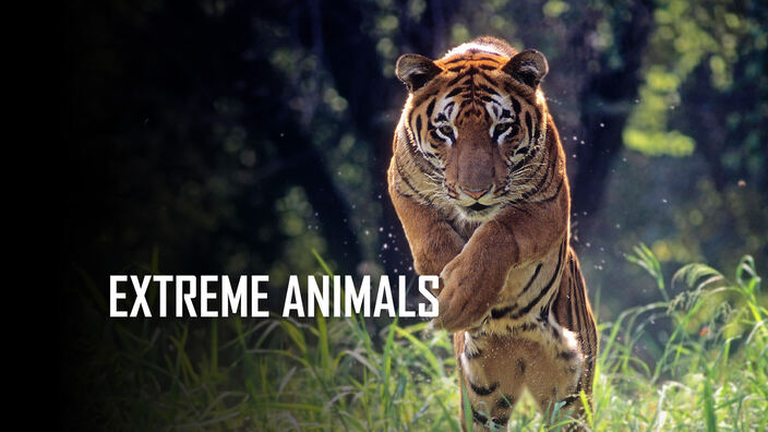 Extreme Animals