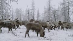 Ep. 10 - Stranezze degli animali