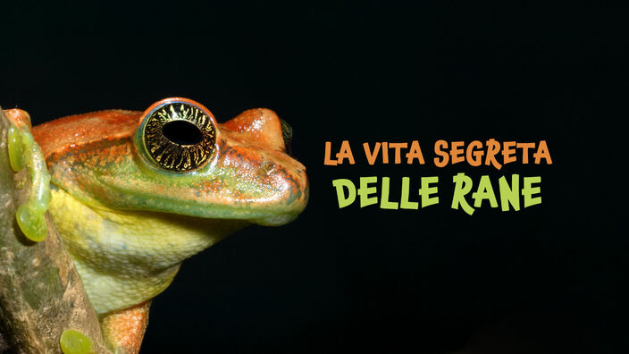 La vita segreta delle rane