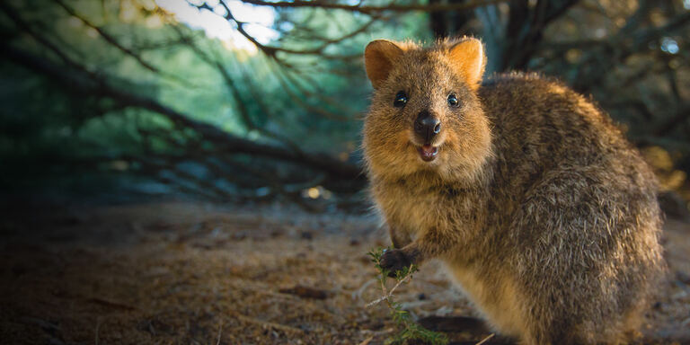 Focus Rottnest island: Il regno dei quokka