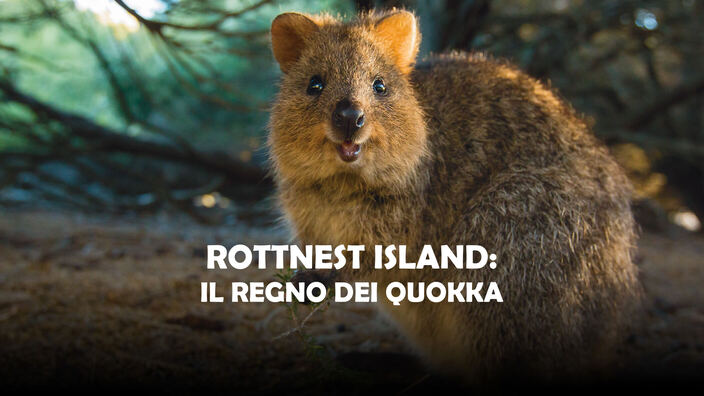 Rottnest island: Il regno dei quokka