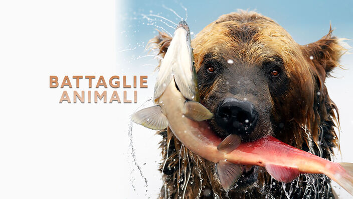 Battaglie animali