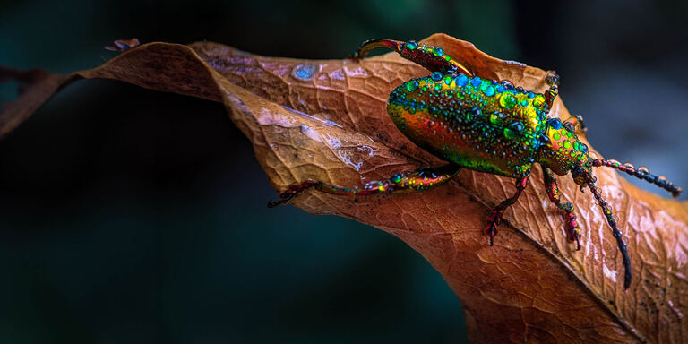 Focus I campioni del regno animale