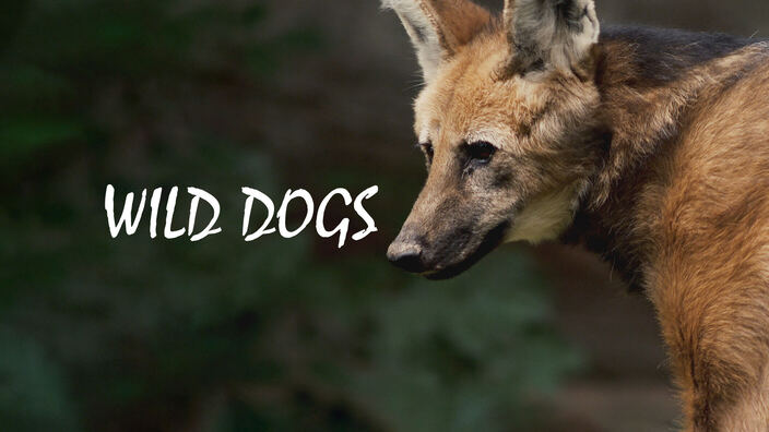 Wild dogs