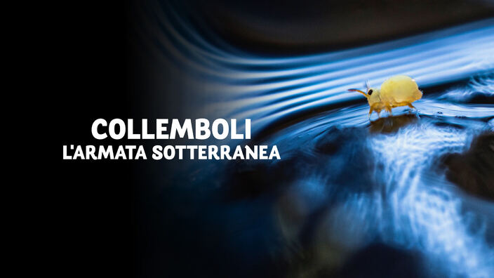 Collemboli - L'armata sotterranea