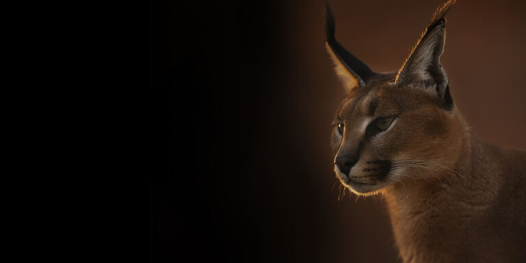 Focus I caracal  - Nottambuli e solitari