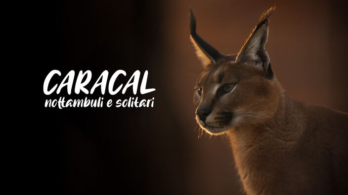 I caracal - Nottambuli e solitari