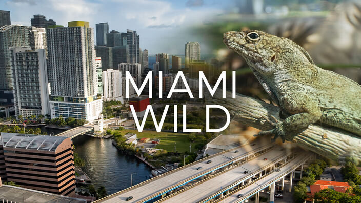 Miami Wild