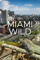 Miami wild