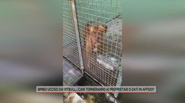 Bimbo ucciso dai pitbull, i cani torneranno ai proprietari o dati in affido? thumbnail