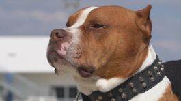 Pitbull, nuove aggressioni, servono più regole? thumbnail