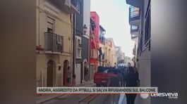 Andria, aggredito da pitbull si salva rifugiandosi sul balcone thumbnail