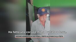 Anziano aggredito da due pitbull, ferito alle mani e alla testa thumbnail
