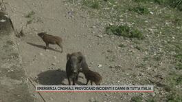 Emergenza cinghiali, provocano incidenti e danni in tutta Italia thumbnail