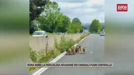 Roma nord, la pericolosa invasione dei cinghiali fuori controllo thumbnail