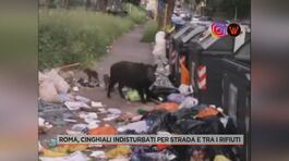 Emergenza cinghiali, i residenti di Roma Nord: "Impauriti e spaventati" thumbnail
