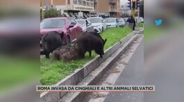 Roma invasa da cinghiali e altri animali selvatici thumbnail