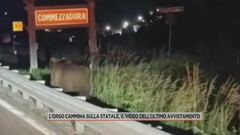 L'orso cammina sulla statale, il video dell'ultimo avvistamento