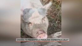 Chiara, "Vi presento la maialina domestica Lola" thumbnail