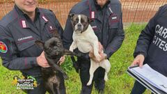 Traffico illegale di cuccioli