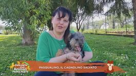 Pasqualino, il cagnolino salvato thumbnail