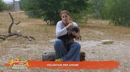 Volontari per amore thumbnail