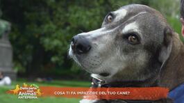 Cosa ti fa impazzire del tuo cane? thumbnail