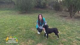 La finestra sul randagismo thumbnail