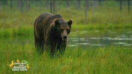 L'orso di San Corbiniano thumbnail