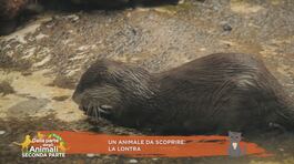 La lontra thumbnail