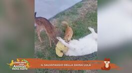 Il salvataggio della daina Lula thumbnail