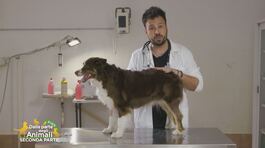 I consigli del veterinario thumbnail