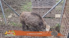 Il cinghiale Dondo thumbnail