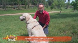 Porterà in vacanza il suo pet? thumbnail