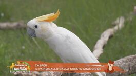 Casper, il pappagallo dalla cresta arancione thumbnail