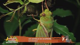 La cicala thumbnail