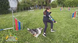Gli allenamenti per il mondiale agility thumbnail