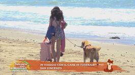 In viaggio con il cane in Toscana: San Vincenzo thumbnail