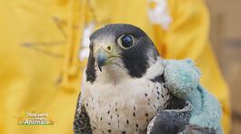 Il salvataggio di un falco pellegrino thumbnail